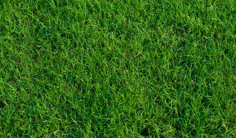 Le Bermuda grass (cynodon dactylon) Hybride, le haut de gamme des gazons C4